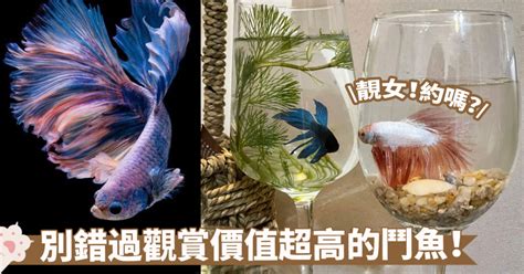 水族箱風水|養魚風水指南：位置高度與飼養條數大公開 